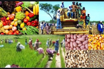 DOSSIER DE LA K2MTV: « Les défis persistants de l’agriculture sénégalaise, à la recherche de la révolution agricole »